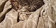 Fish joined the competition — help win amazing prizes! animal, bed, blanket, cat, comfort, cozy, cute, feline, fur, indoor, kitten, pet, relaxing, resting, sleeping, small, soft, striped, tabby, warm
