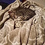 kitten, cat, sleeping, blanket, tabby, striped, cozy, indoor, pet, feline, resting, soft, comfort, animal, cute, fur, small, bed, warm, relaxing