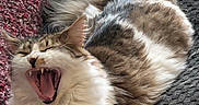 Lucifer joined the competition — help win amazing prizes! animal, brown_fur, cat, cozy, cute, fluffy, fur, indoor, knitted_fabric, paw, pet, relaxed, sleepy, tabby, teeth, textured_surface, tongue, whiskers, white_fur, yawning