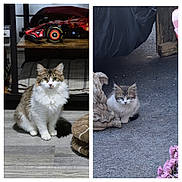 Lucifer joined the competition — help win amazing prizes! cat, kitten, indoor, outdoor, fluffy, fur, pet, animal, sitting, floor, toy_car, curious, statue, flowers, wooden_floor, concrete, eyes, ears, cute, domestic_animal