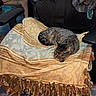 cat, tabby, sleeping, blanket, chair, indoor, furniture, patterned, cozy, resting, pet, domestic, animal, calm, relaxed, home, comfort, napping, striped, fur