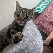 Mazikeen joined the competition — help win amazing prizes! cat, tabby_cat, pet, feline, indoor, relaxed, soft_texture, gray, white_wall, sign, pink_fabric, close_up, animal, whiskers, paw, resting, cozy, cute, fur, portrait