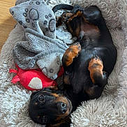 Lucio a rejoint le concours — aidez-le/la à gagner de superbes lots ! dog, puppy, dachshund, black_and_tan, bed, blanket, plush_toy, fluffy, cozy, cute, pet, indoor, wooden_floor, relaxed, lying_down, looking_at_camera, small_dog, animal, domestic, companion