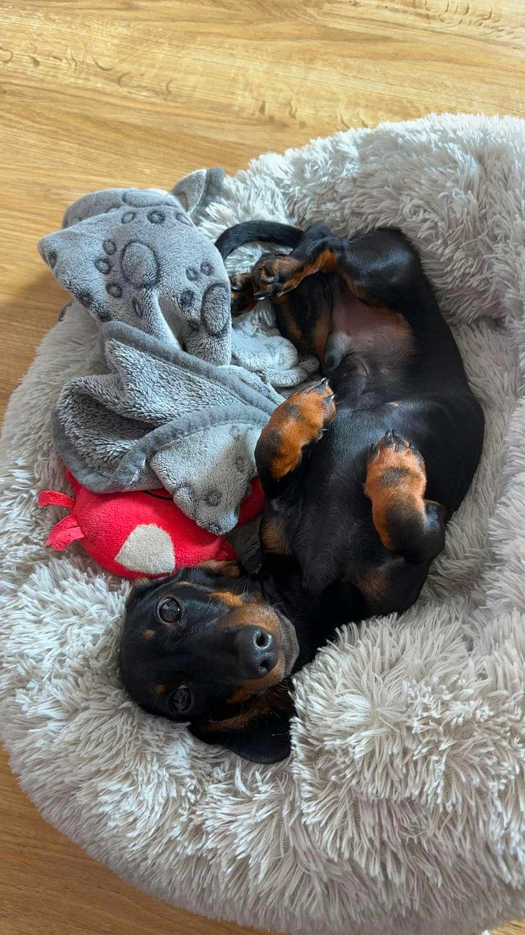 Lucio a rejoint le concours — aidez-le/la à gagner de superbes lots ! dog, puppy, dachshund, black_and_tan, bed, blanket, plush_toy, fluffy, cozy, cute, pet, indoor, wooden_floor, relaxed, lying_down, looking_at_camera, small_dog, animal, domestic, companion