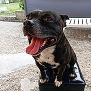 Salem a rejoint le concours — aidez-le/la à gagner de superbes lots ! animal, black_dog, canine, close_up, companion, cute, dog, friendly, fur, gravel, happy, outdoor, pet, playful, portrait, sitting, smiling, stool, tongue_out, white_paws