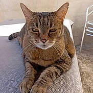 Fifi participe au concours pour gagner de l'argent avec cette photo : animal, cat, chair, close_up, domestic_animal, ears, face, feline, fur, mammal, outdoor, patterned_surface, paws, pet, relaxed, resting, sunlight, tabby_cat, table, whiskers