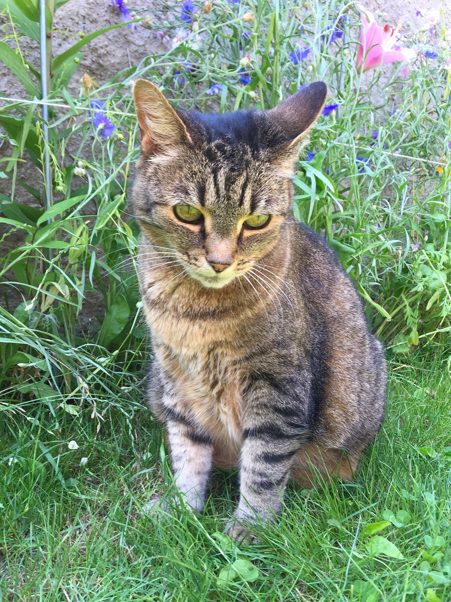 Fifi a rejoint le concours — aidez-le/la à gagner de superbes lots ! carnivore, cat, domestic_short_haired_cat, eye, felidae, flower, fur, grass, grassland, groundcover, herbaceous_plant, lawn, plant, shrub, small_to_medium_sized_cats, snout, tail, terrestrial_animal, whiskers, wildlife