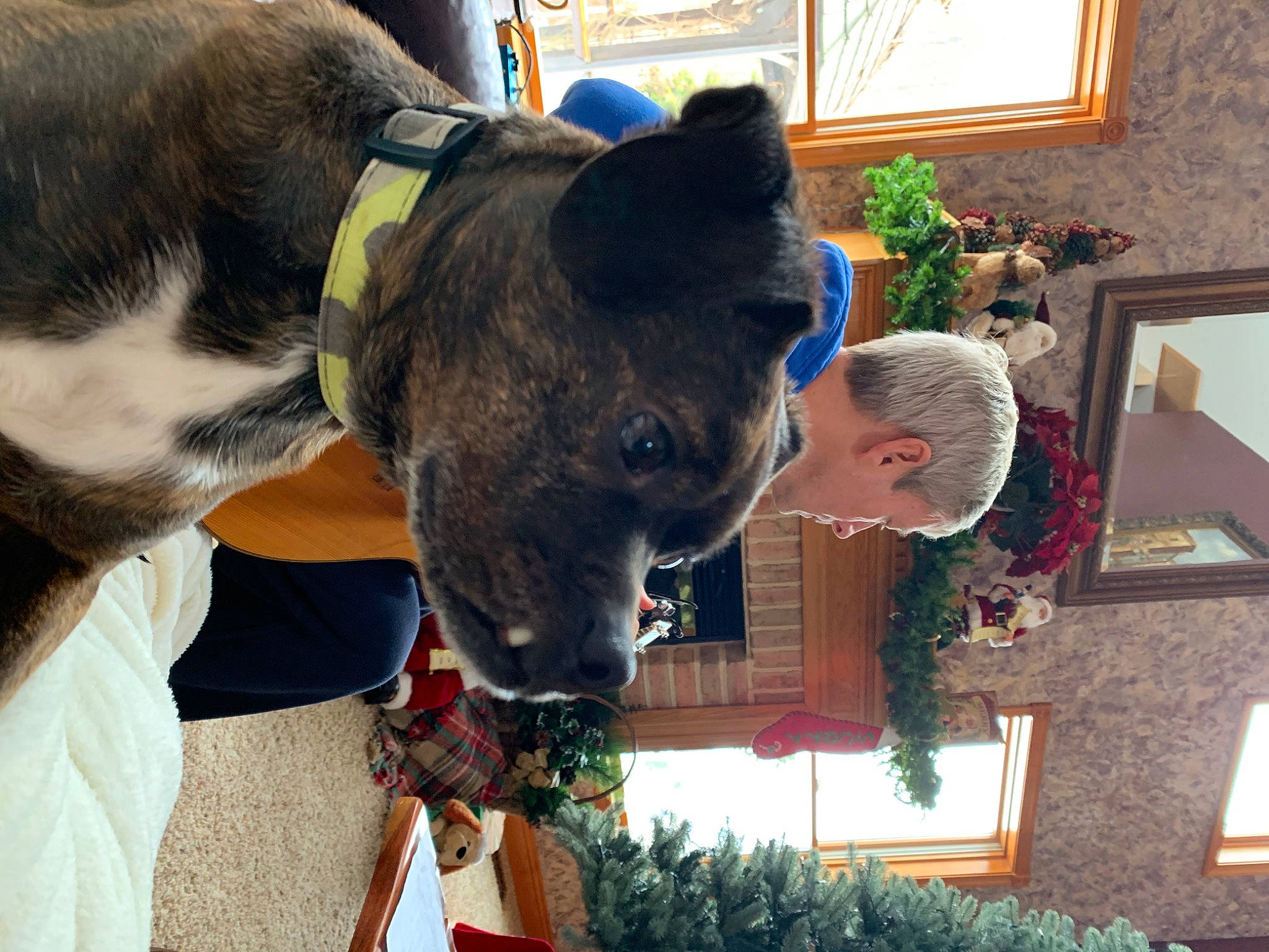 Emmett joined the competition — help win amazing prizes! carnivore, collar, companion_dog, dog, dog_breed, dog_collar, ear, fawn, flowerpot, fur, gesture, giant_dog_breed, houseplant, pet_supply, picture_frame, plant, snout, sporting_group, window, working_animal