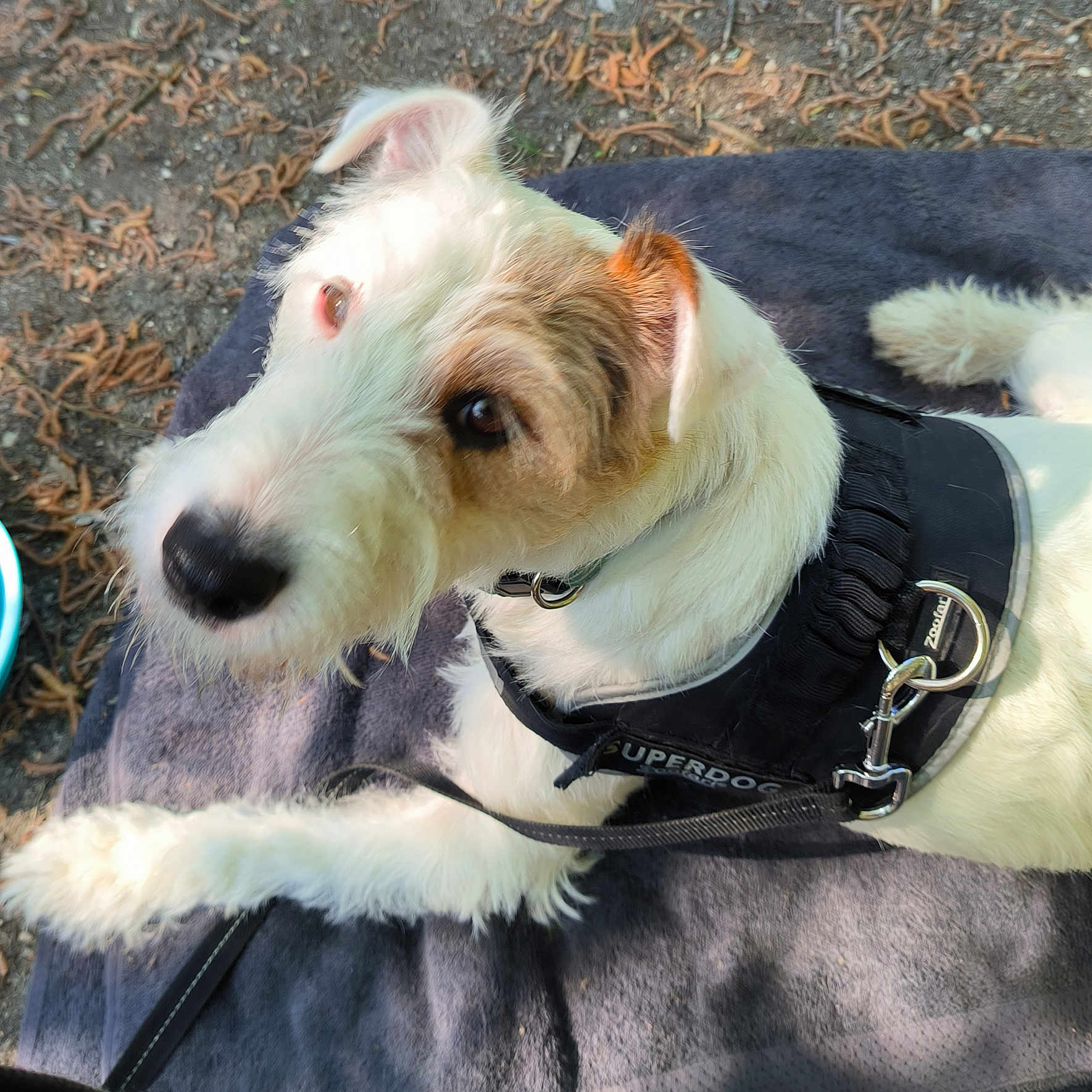 Pirata participe au concours pour gagner de l'argent avec cette photo : animal, blanket, brown_patch, canine, closeup, curious, daylight, dog, fur, ground, harness, leash, leaves, nature, outdoor, pet, portrait, resting, superdog, white_dog
