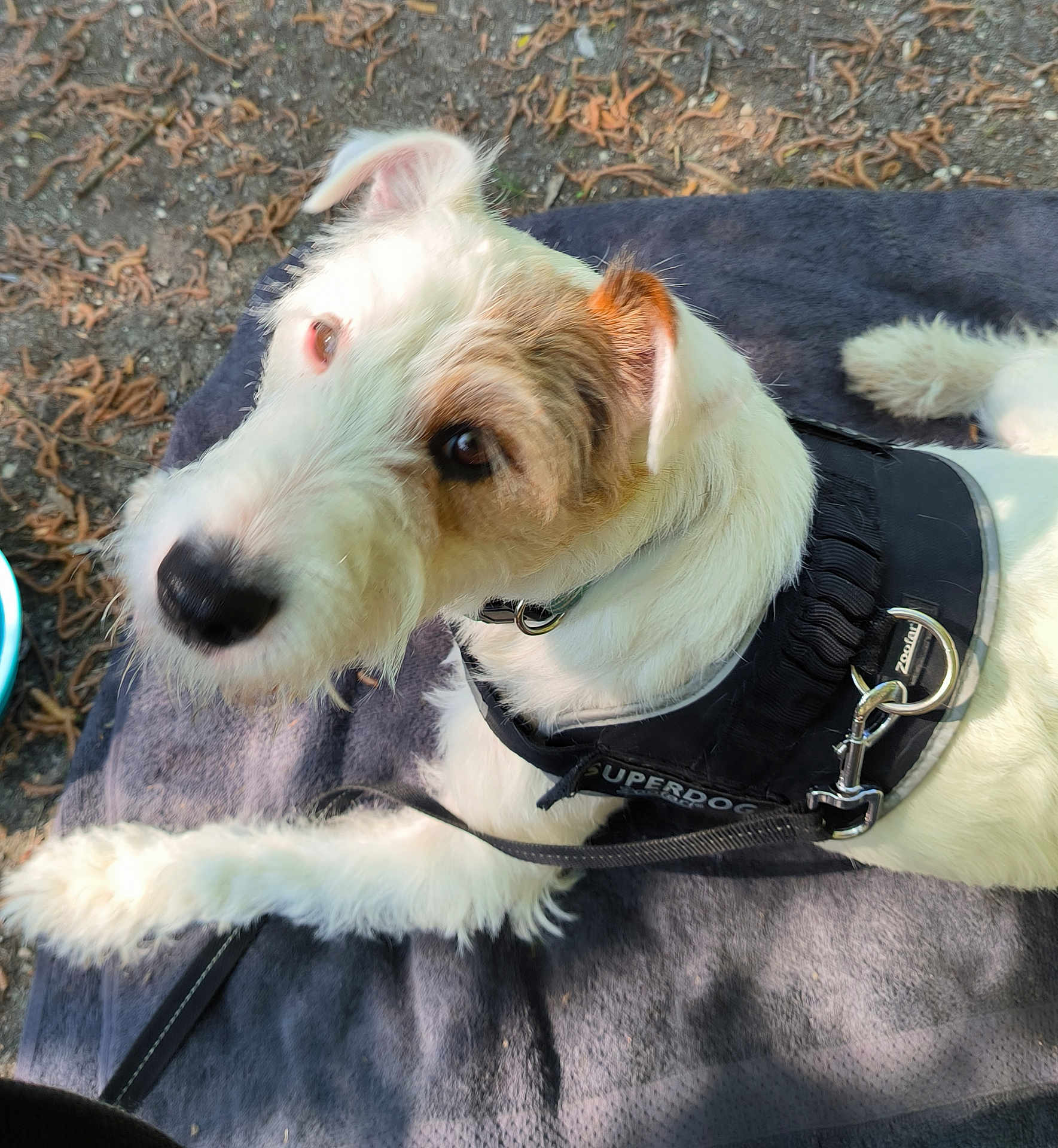 Pirata participe au concours pour gagner de l'argent avec cette photo : dog, white_dog, brown_patch, harness, superdog, leash, outdoor, blanket, curious, pet, animal, fur, canine, resting, nature, ground, leaves, closeup, portrait, daylight