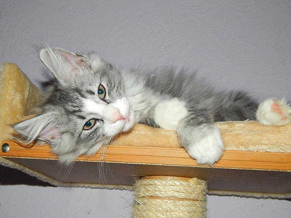 Jédéon Du Rêve D'Indiana