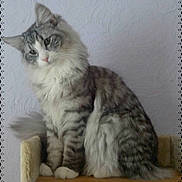 Jédéon Du Rêve D'Indiana participe au concours pour gagner de l'argent avec cette photo :