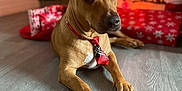 Scooby Molina is registered to the contest to win money with this photo: bokeh, brown_dog, christmas_tree, collar, cozy, cute, dog, festive, floor, gift_wrap, gifts, holiday, indoor, lights, paws, pet, plaid_tie, portrait_mode, tie, wood_floor