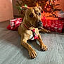 bokeh, brown_dog, christmas_tree, collar, cozy, cute, dog, festive, floor, gift_wrap, gifts, holiday, indoor, lights, paws, pet, plaid_tie, portrait_mode, tie, wood_floor