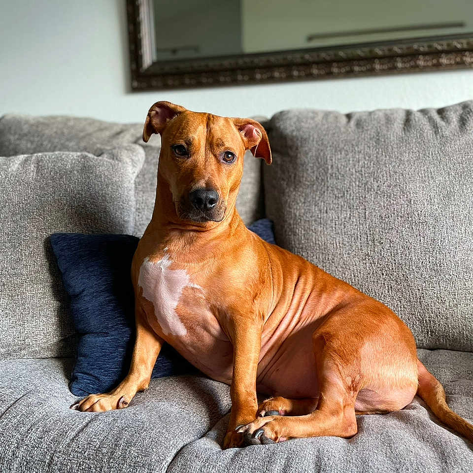 Scooby Molina joined the competition — help win amazing prizes! brown_dog, canine, ceiling_fan, chest_patch, couch, dog, domestic_animal, ears, furniture, home, indoor, living_room, mirror, paws, pet, pillow, portrait, relaxed, sitting, sofa