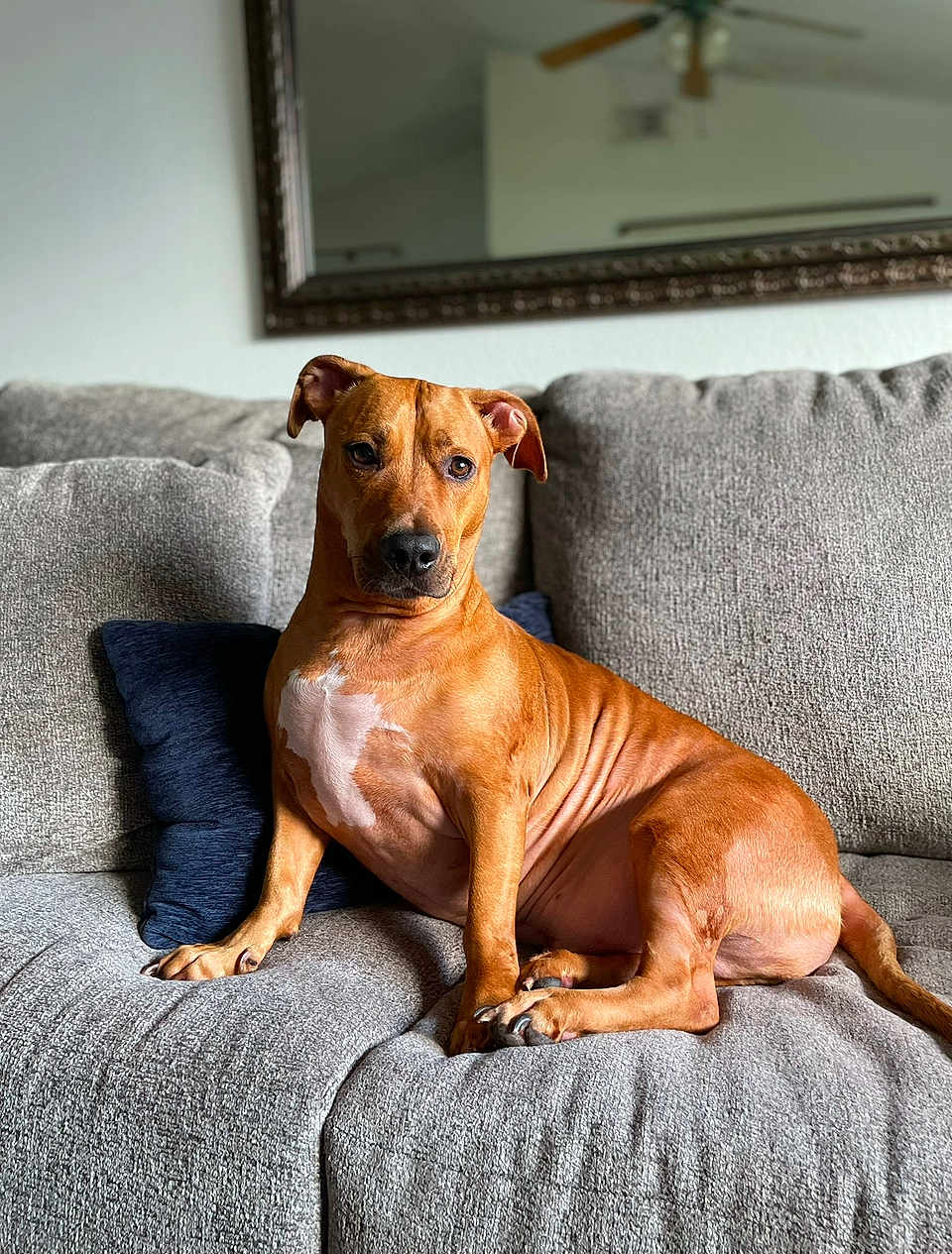 Scooby Molina joined the competition — help win amazing prizes! brown_dog, canine, ceiling_fan, chest_patch, couch, dog, domestic_animal, ears, furniture, home, indoor, living_room, mirror, paws, pet, pillow, portrait, relaxed, sitting, sofa