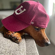Scooby Molina joined the competition — help win amazing prizes! baseball_cap, brown_fur, cap, close_up, couch, cute, dog, embroidery, eye, indoor, maroon_hat, nose, paw, paws, pet, portrait, relaxed, resting, shallow_depth_of_field, upholstery