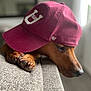 baseball_cap, brown_fur, cap, close_up, couch, cute, dog, embroidery, eye, indoor, maroon_hat, nose, paw, paws, pet, portrait, relaxed, resting, shallow_depth_of_field, upholstery