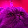 cat, close_up, fluffy, indoor, purple_light, pink_light, curious_eyes, pet, feline, wood_panel, dreamcatcher, face, whiskers, portrait, animal, cute, domestic_cat, fur, looking_up, background
