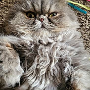 Stud Muffin joined the competition — help win amazing prizes! animal, carpet, cat, close_up, colorful_ribbons, curly_fur, cute, feline, fluffy, fur, gray, indoor, lying_down, paw, pet, portrait, relaxed, soft, whiskers, yellow_eyes