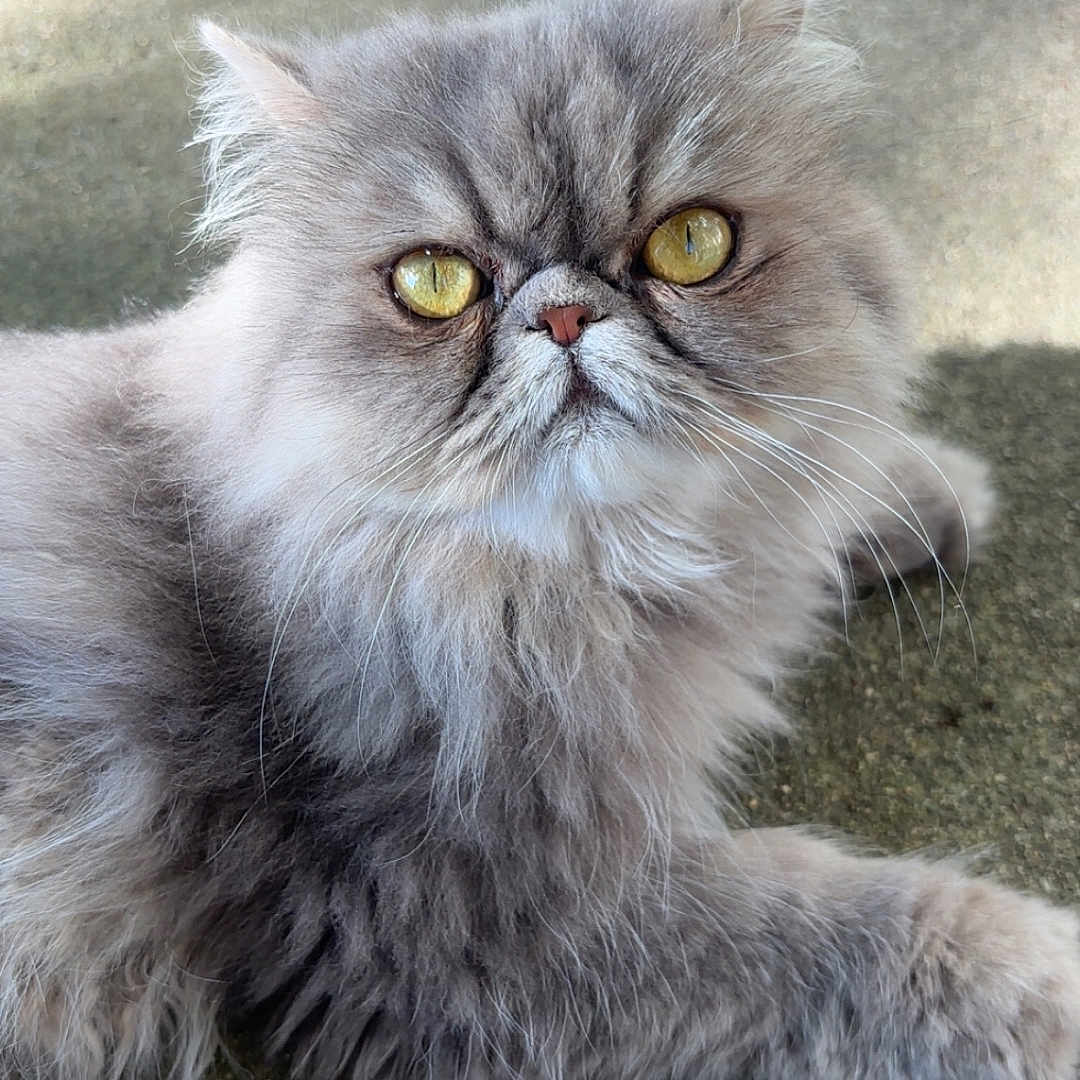 Stud Muffin joined the competition — help win amazing prizes! animal, cat, close_up, concrete, cute, domestic_cat, eyes, feline, fluffy, fur, gray, lying_down, mammal, outdoor, pet, portrait, relaxed, texture, whiskers, yellow_eyes