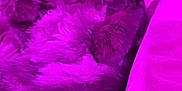 Stud Muffin joined the competition — help win amazing prizes! cat, fluffy, tongue_out, sleeping, pet, indoor, closeup, purple_light, relaxed, cute, feline, fur, resting, soft, cozy, animal, domestic, whiskers, pink_tint, bed