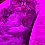 cat, fluffy, tongue_out, sleeping, pet, indoor, closeup, purple_light, relaxed, cute, feline, fur, resting, soft, cozy, animal, domestic, whiskers, pink_tint, bed