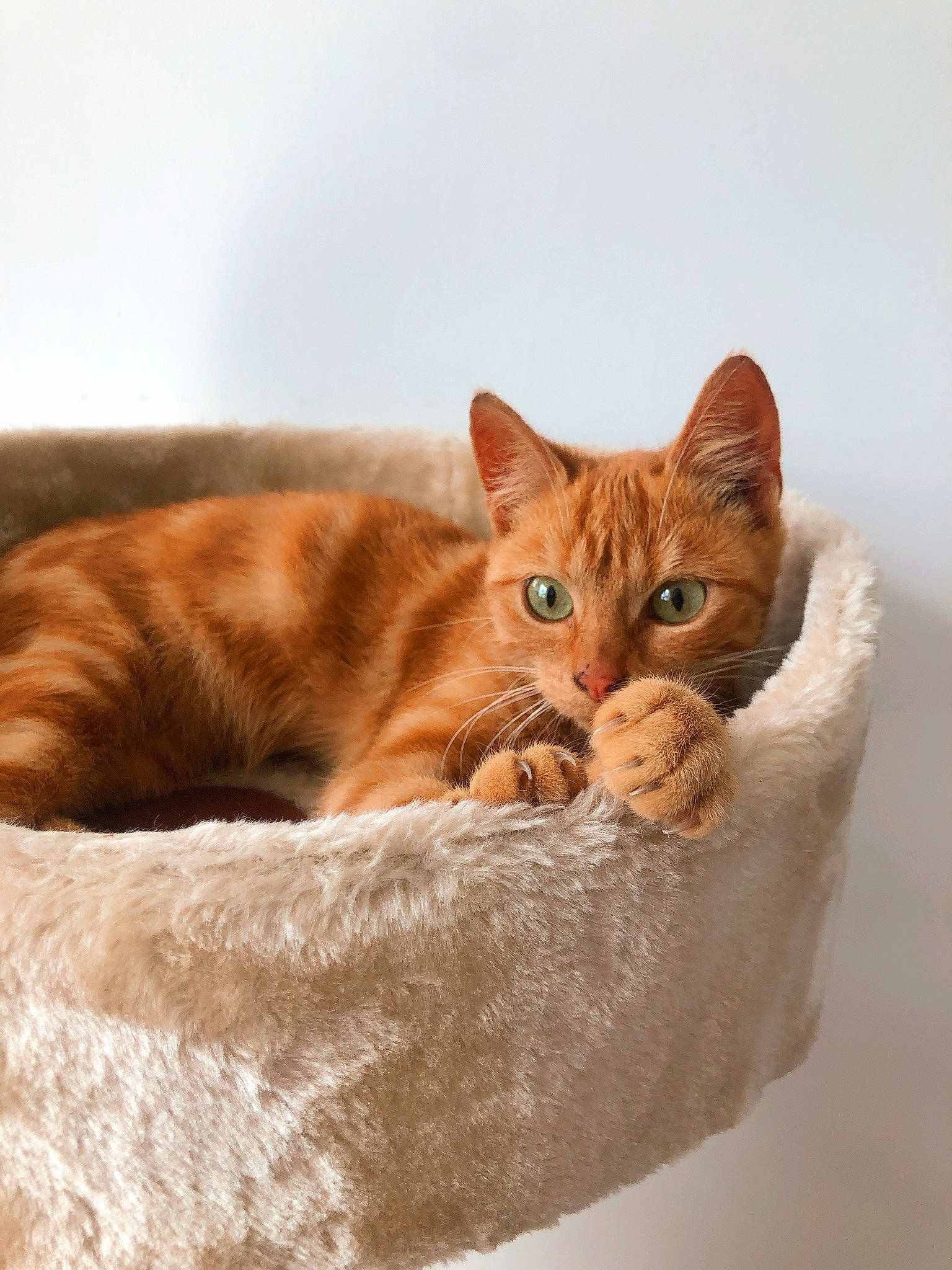 Pops a rejoint le concours — aidez-le/la à gagner de superbes lots ! carnivore, cat, cat_supply, comfort, domestic_short_haired_cat, eye, fawn, felidae, fur, paw, pet_supply, sitting, small_to_medium_sized_cats, snout, tail, terrestrial_animal, whiskers, wildlife, window, wood