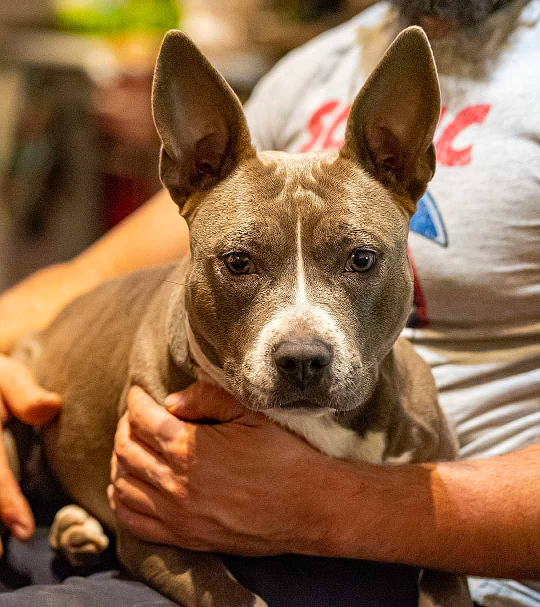 Olie participe au concours pour gagner de l'argent avec cette photo : ancient_dog_breeds, canidae, carnivore, comfort, companion_dog, dog, dog_breed, ear, fawn, non_sporting_group, snout, terrestrial_animal, toy_dog, whiskers, working_animal