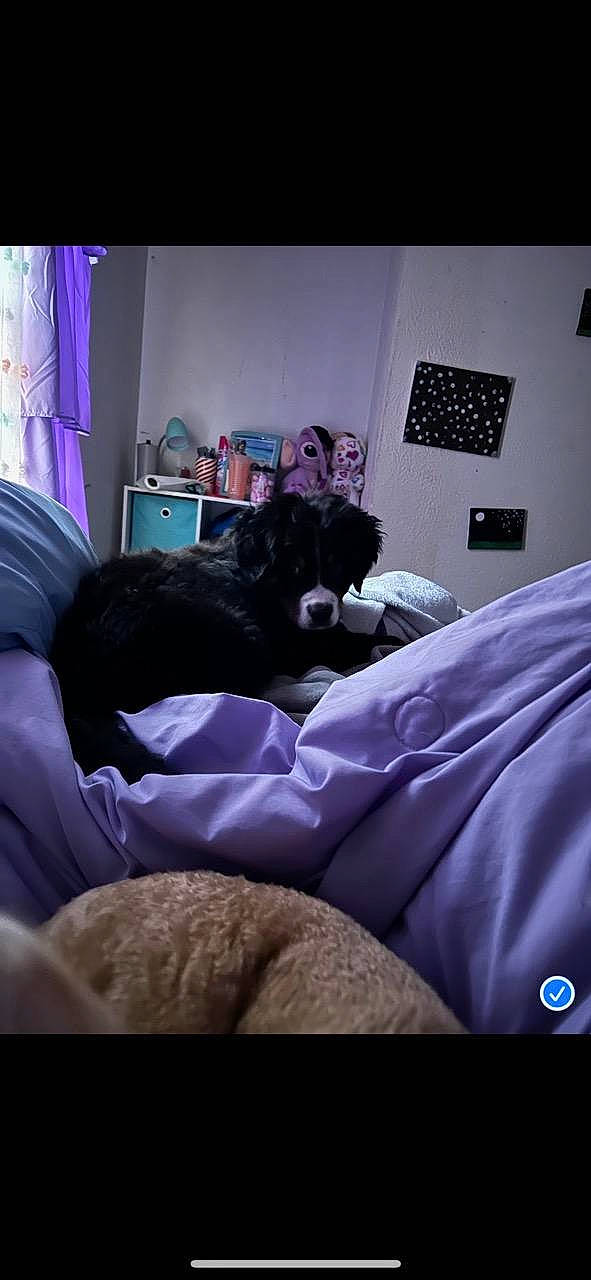 Beatrice joined the competition — help win amazing prizes! bed, bedding, bedroom, carnivore, comfort, companion_dog, couch, curtain, dog, dog_breed, fur, grey, linens, magenta, picture_frame, purple, room, sporting_group, tints_and_shades, violet