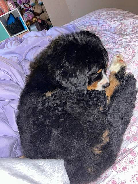 Beatrice joined the competition — help win amazing prizes! canidae, carnivore, comfort, companion_dog, dog, dog_breed, fur, guard_dog, nap, non_sporting_group, sporting_group, tail, terrier, working_animal