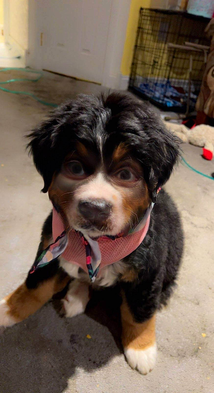 Beatrice is registered to the contest to win money with this photo: ancient_dog_breeds, canidae, carnivore, collar, companion_dog, dog, dog_breed, dog_collar, fur, herding_dog, leash, snout, sporting_group, terrestrial_animal, toy_dog, whiskers, working_animal, working_dog