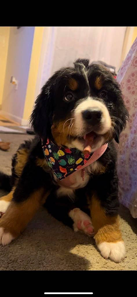 Beatrice is registered to the contest to win money with this photo: canidae, carnivore, cavalier_king_charles_spaniel, collar, companion_dog, dog, dog_breed, dog_clothes, dog_supply, flooring, fur, pet_supply, snout, spaniel, sporting_group, toy_dog, water_dog, whiskers, working_animal, working_dog