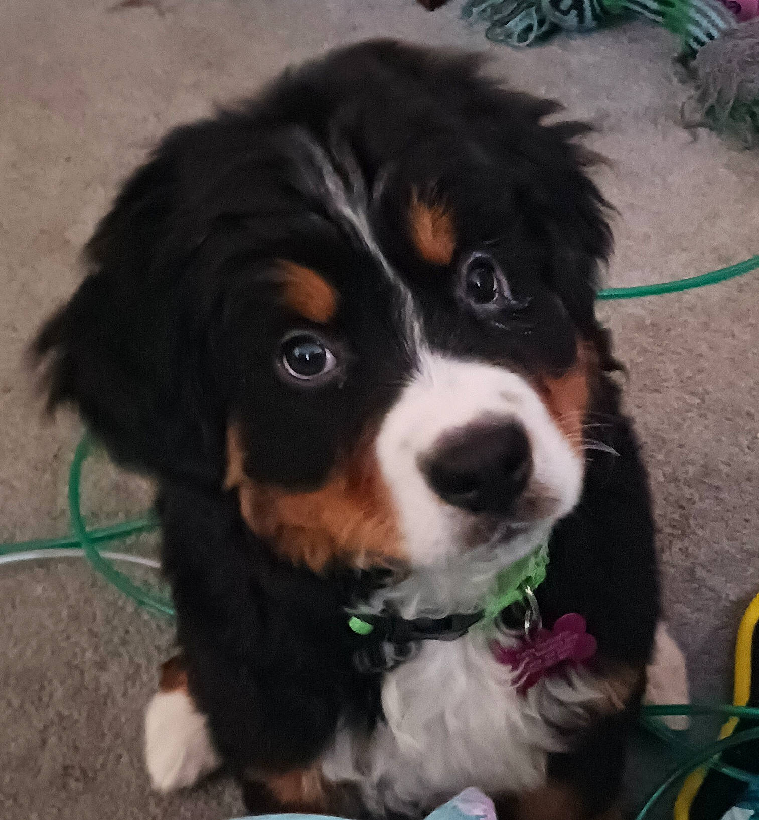 Beatrice joined the competition — help win amazing prizes! bernese_mountain_dog, bored, canidae, carnivore, cavalier_king_charles_spaniel, collar, companion_dog, dog, dog_breed, fur, giant_dog_breed, green, herding_dog, puppy, sporting_group, toy_dog, whiskers, working_animal, working_dog