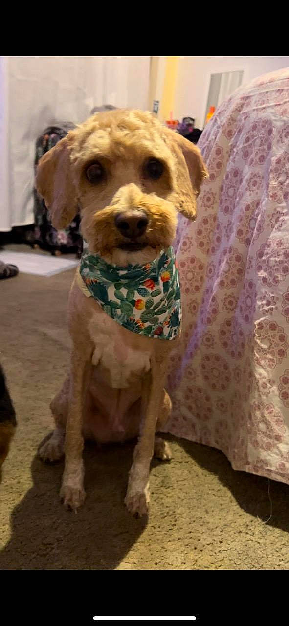 Ralphie is registered to the contest to win money with this photo: canidae, carnivore, collar, companion_dog, dog, dog_breed, dog_clothes, dog_collar, dog_supply, fawn, flooring, fur, liver, pet_supply, snout, sporting_group, toy_dog, wood, working_animal, wrinkle