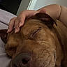 Foxy Brown is registered to the contest to win money with this photo: bed, brown_dog, close_up, closed_eyes, cozy, cuddle, dog, floppy_ears, hand, human_hand, indoors, nose, pet, portrait, relaxed, short_fur, sleeping, sleepy, snout, wrinkled_face