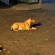 Foxy Brown joined the competition — help win amazing prizes! animal, canine, dog, dumpster, garage, leaves, lying_down, neighborhood, night, outdoor, pavement, pet, photograph, relaxed, shadow, short_coat, side_profile, street, tan_dog, urban