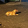 animal, canine, dog, dumpster, garage, leaves, lying_down, neighborhood, night, outdoor, pavement, pet, photograph, relaxed, shadow, short_coat, side_profile, street, tan_dog, urban