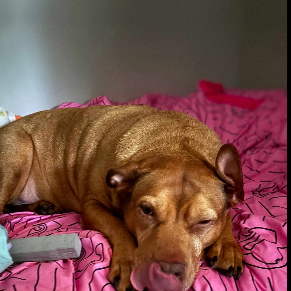 Foxy Brown joined the competition — help win amazing prizes! animal, bed, bedroom, blanket, brown_dog, cozy, dog, indoor, licking, lying_down, nose, patterned_fabric, paws, pet, pink_blanket, portrait, relaxed, short_hair, sleepy, winking