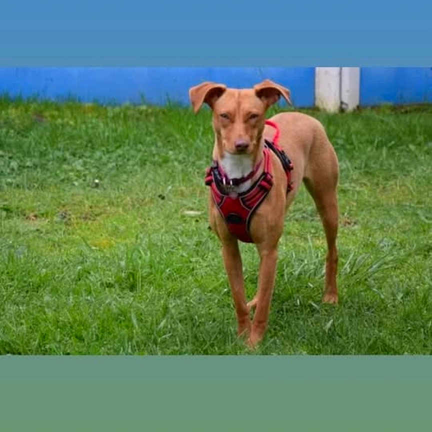 Alma a rejoint le concours — aidez-le/la à gagner de superbes lots ! alert, animal, brown, canine, collar, daylight, dog, domestic_animal, ears, fence, four_legs, grass, greenery, harness, looking, mammal, nature, outdoor, pet, standing
