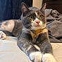 cat, pet, gray_cat, white_paws, pink_nose, collar, yellow_eyes, indoor, bedroom, quilted_surface, relaxed, curious, feline, whiskers, fur, animal, domestic_cat, lying_down, close_up, portrait
