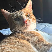 Calabaza is registered to the contest to win money with this photo: cat, ginger_cat, white_fur, whiskers, close_up, pet, animal, feline, relaxed, indoor, soft_light, candle_light, curious, fur_texture, bed, resting, portrait, cute, domestic_cat, warm