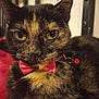 cat, tortoiseshell, close_up, yellow_eyes, bow_tie, collar, bell, pet, feline, whiskers, fur, indoor, resting, animal, cute, portrait, looking_at_camera, domestic_cat, pink, red