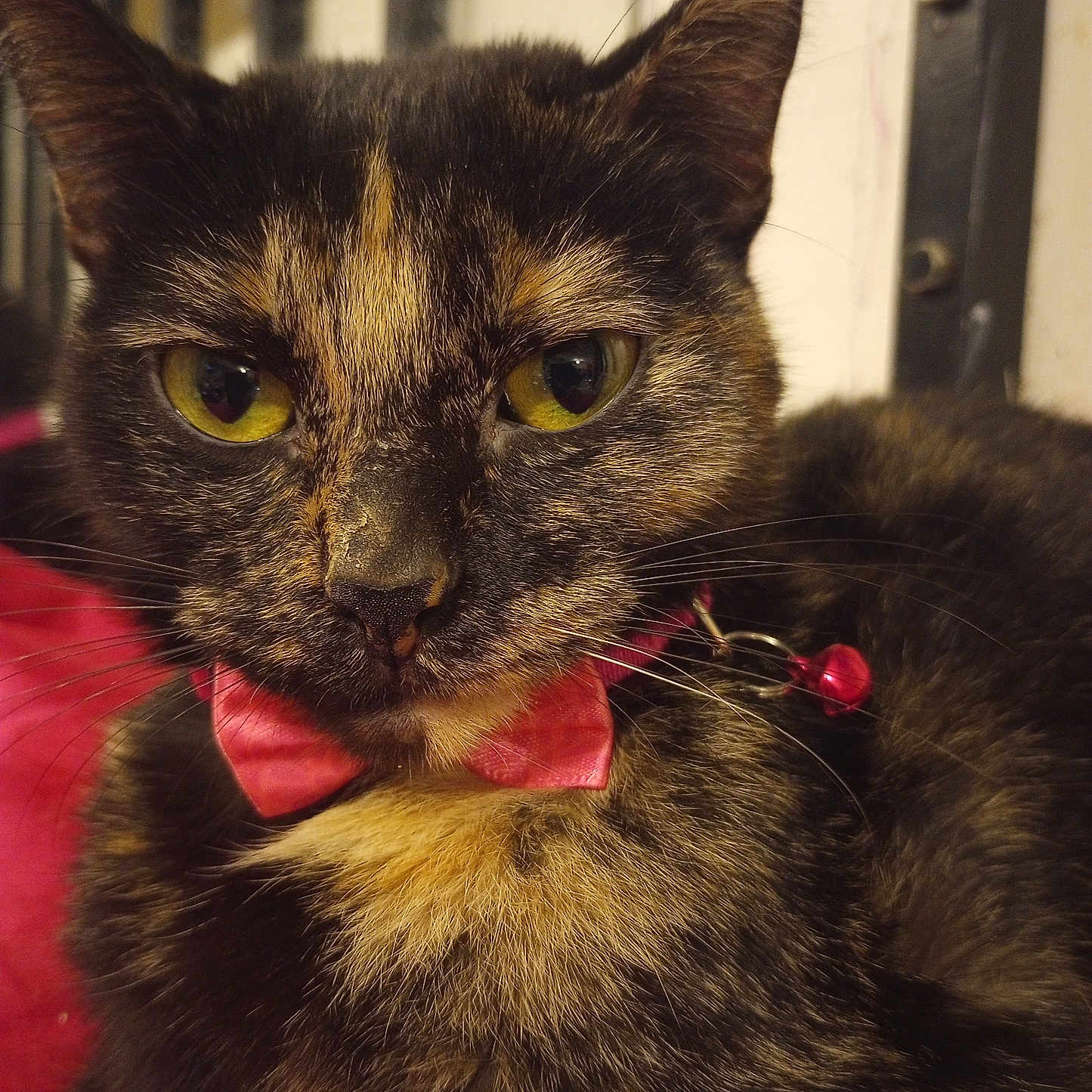 Viola is registered to the contest to win money with this photo: animal, bell, bow_tie, cat, close_up, collar, cute, domestic_cat, feline, fur, indoor, looking_at_camera, pet, pink, portrait, red, resting, tortoiseshell, whiskers, yellow_eyes