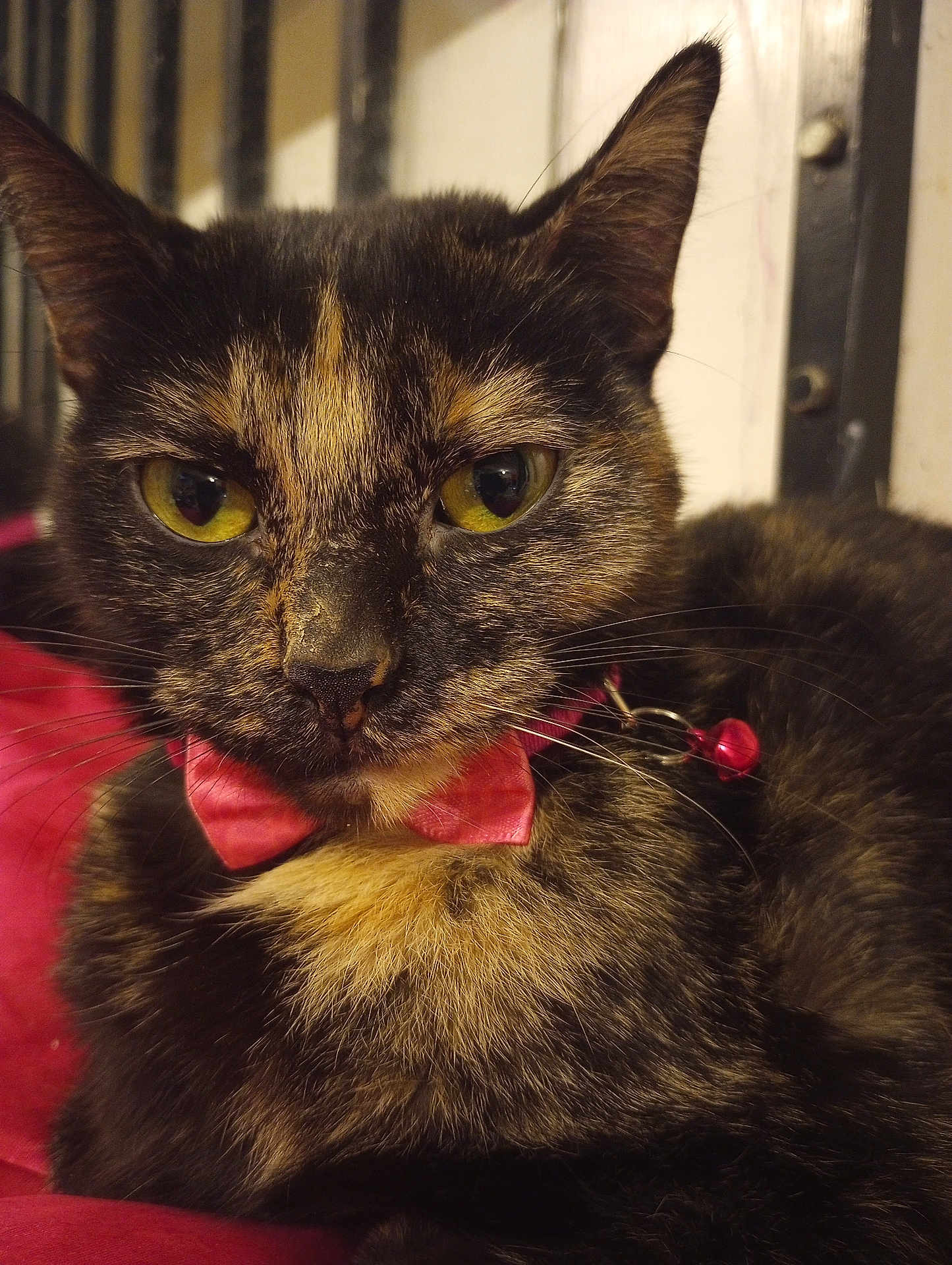 Viola is registered to the contest to win money with this photo: cat, tortoiseshell, close_up, yellow_eyes, bow_tie, collar, bell, pet, feline, whiskers, fur, indoor, resting, animal, cute, portrait, looking_at_camera, domestic_cat, pink, red