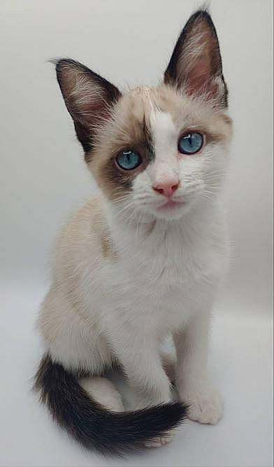 Baloo is registered to the contest to win money with this photo: carnivore, cat, collar, domestic_short_haired_cat, fawn, felidae, fur, paw, pet_supply, small_to_medium_sized_cats, snout, tail, terrestrial_animal, whiskers, window