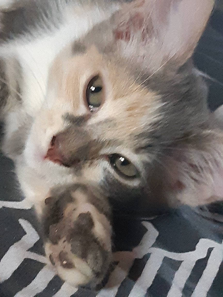 Pralyne participe au concours pour gagner de l'argent avec cette photo : aegean_cat, american_shorthair, asian, carnivore, cat, domestic_short_haired_cat, ear, european_shorthair, felidae, german_rex, kitten, mammal, ojos_azules, polydactyl_cat, small_to_medium_sized_cats, snout, vertebrate, whiskers