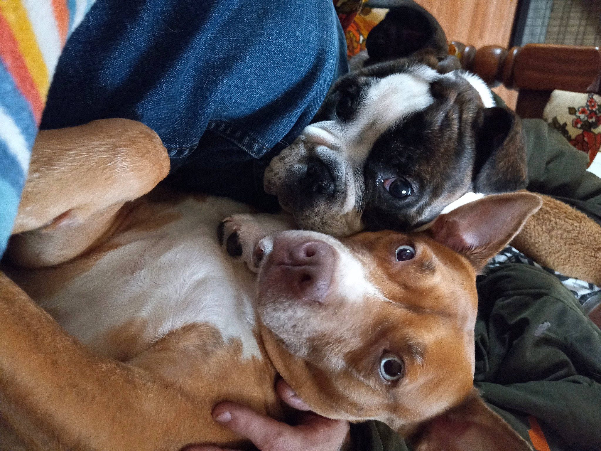 Scuttle joined the competition — help win amazing prizes! boston_terrier, canidae, carnivore, collar, comfort, companion_dog, dog, dog_breed, ear, fawn, fur, guard_dog, liver, puppy, puppy_love, snout, sporting_group, toy_dog, whiskers, working_animal