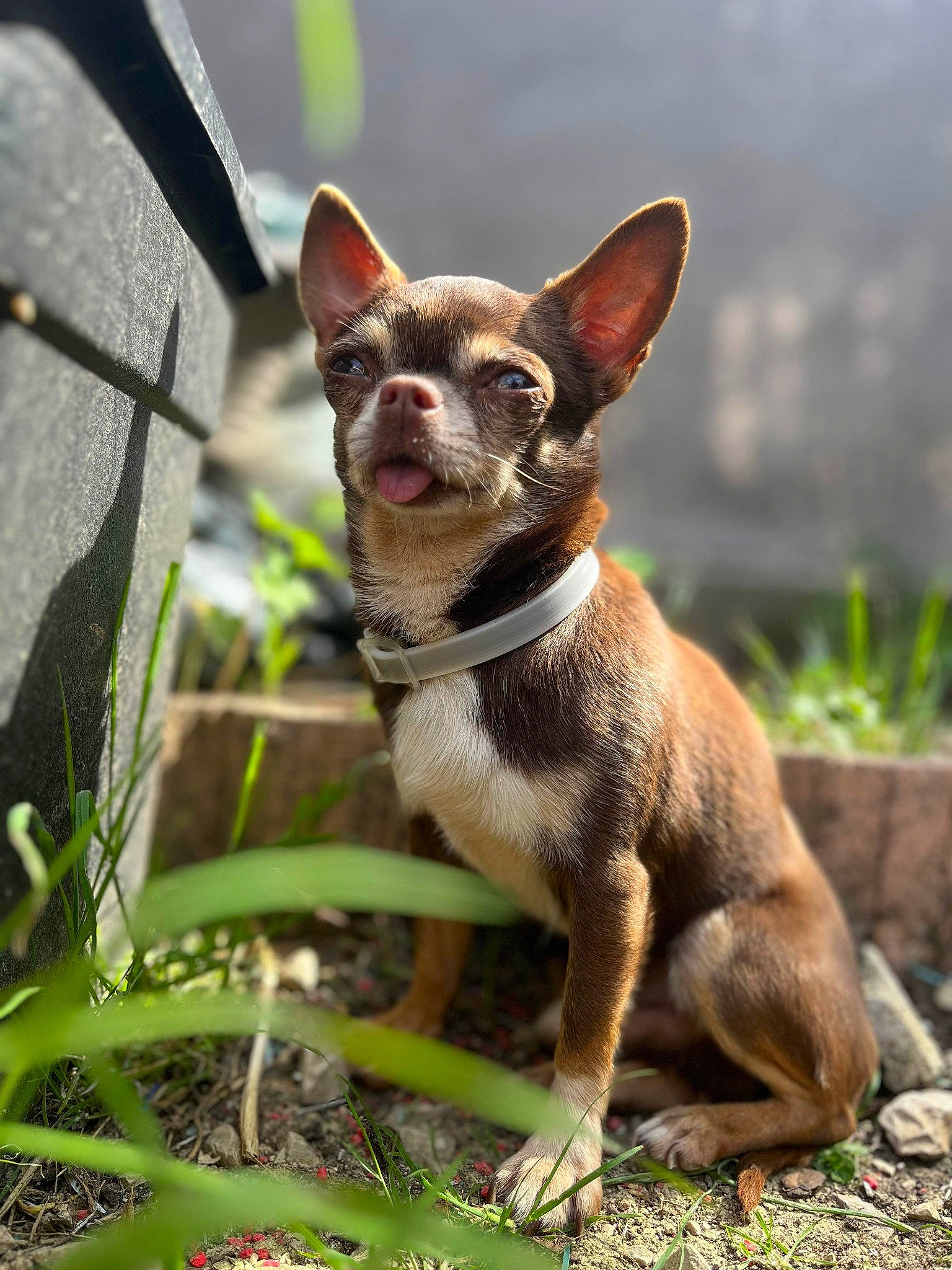 Orion participe au concours pour gagner de l'argent avec cette photo : canidae, carnivore, chihuahua, companion_dog, dog, dog_breed, eye, fawn, grass, head, liver, plant, snout, sporting_group, sunglasses, terrestrial_animal, terrestrial_plant, toy_dog, whiskers, working_animal