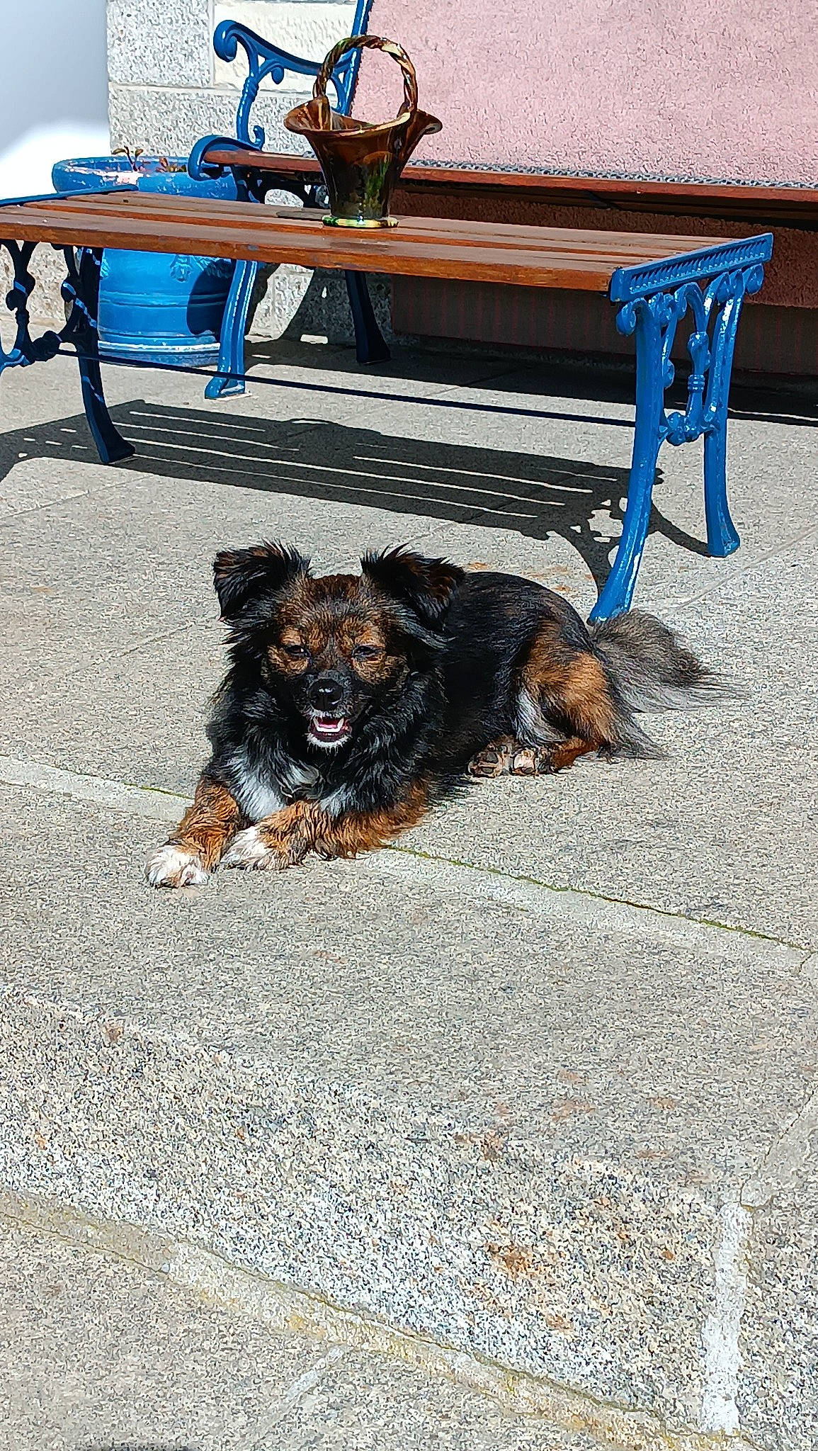 Shaymin participe au concours pour gagner de l'argent avec cette photo : asphalt, automotive_tire, bench, carnivore, collar, companion_dog, dog, dog_breed, leash, outdoor_bench, outdoor_furniture, outdoor_table, road_surface, sidewalk, snout, sporting_group, table, tire, vertebrate, wood